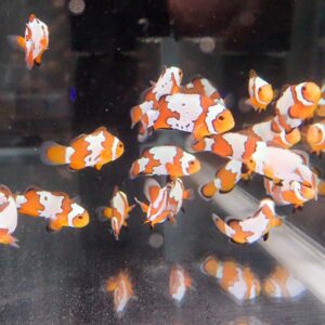 Group of orange and white clownfish swimming in an aquarium.