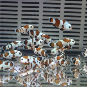 Group of small white fish with brown patches swimming in a glass aquarium with a slotted gray background off to one side.