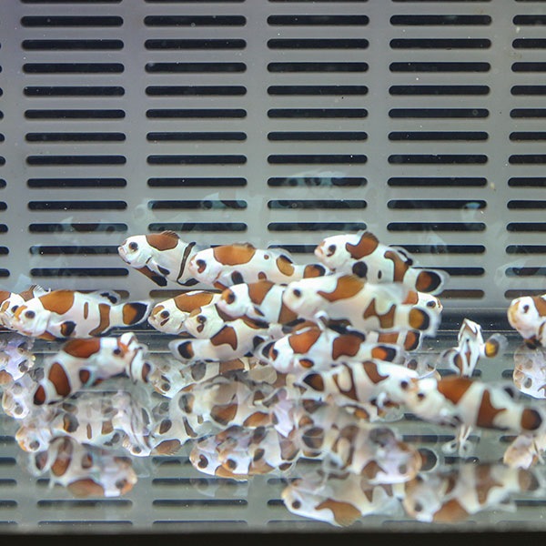 ブラックストームオセラリス【1匹】2-3cm± 色指定不可 ! 海水魚 クマノミ 餌付け 15時までのご注文で当日発送(t115
