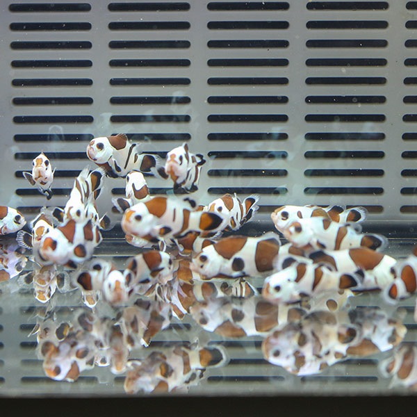 ブラックストームオセラリス【1匹】2-3cm± 色指定不可 ! 海水魚 クマノミ 餌付け 15時までのご注文で当日発送(t115