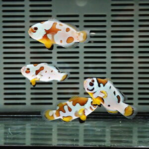 Four white and orange clownfish swimming in a glass aquarium against a dark, vented background.
