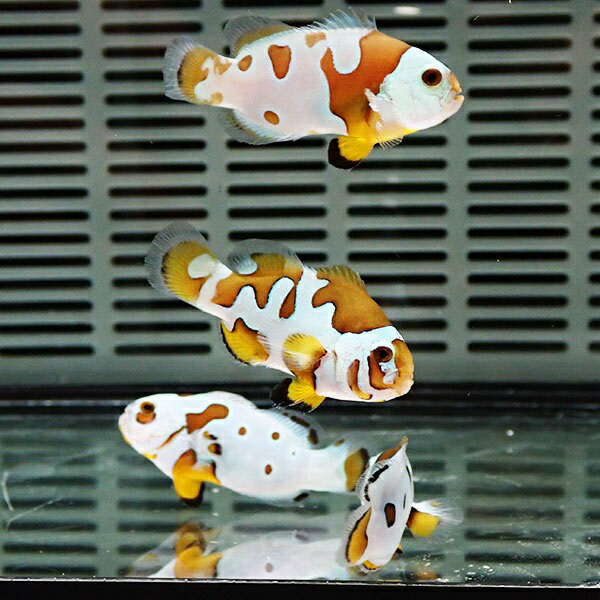オレンジストームオセラリス【1匹】3-4cm± 色指定不可 ! 海水魚 クマノミ 餌付け 15時までのご注文で当日発送(t115
