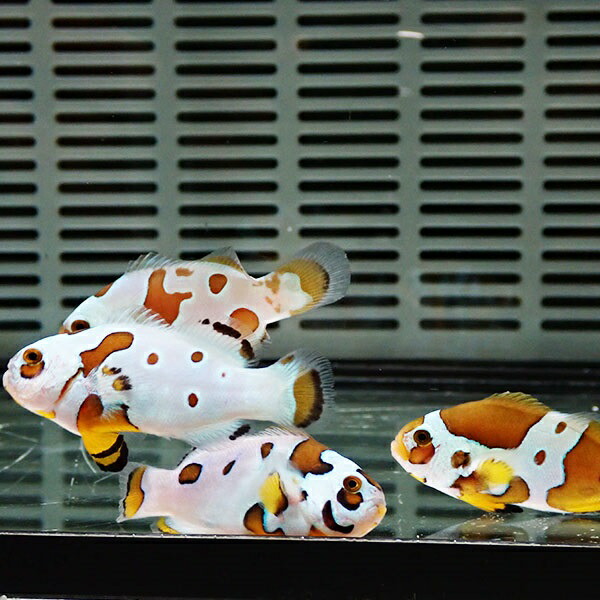 オレンジストームオセラリス【1匹】3-4cm± 色指定不可 ! 海水魚 クマノミ 餌付け 15時までのご注文で当日発送(t115