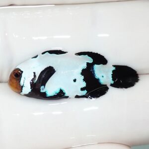 Colorful fish with black and white body and bright blue patches resting in a white bathtub leftward-facing.