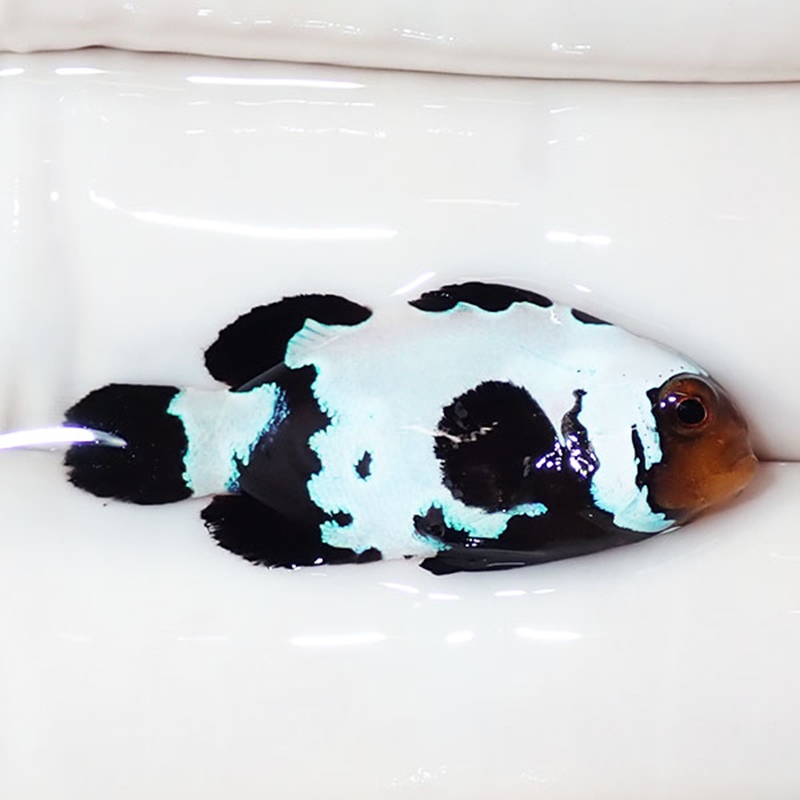 【現物4】ブラックスノーフレークオセラリス 3cm±! 海水魚 クマノミ 餌付け 15時までのご注文で当日発送(t115(t207