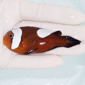 Small brown fish with a large white patch on its head, held in a gloved hand over water.