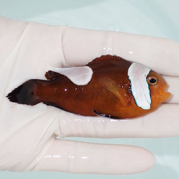【現物1】トウアカクマノミ 8.5cm± ! wild 海水魚 クマノミ(t111(t207