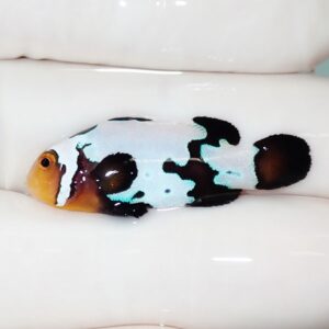 Colorful koi fish with a white body and black and turquoise patches swimming in a white tank or pond, facing left.