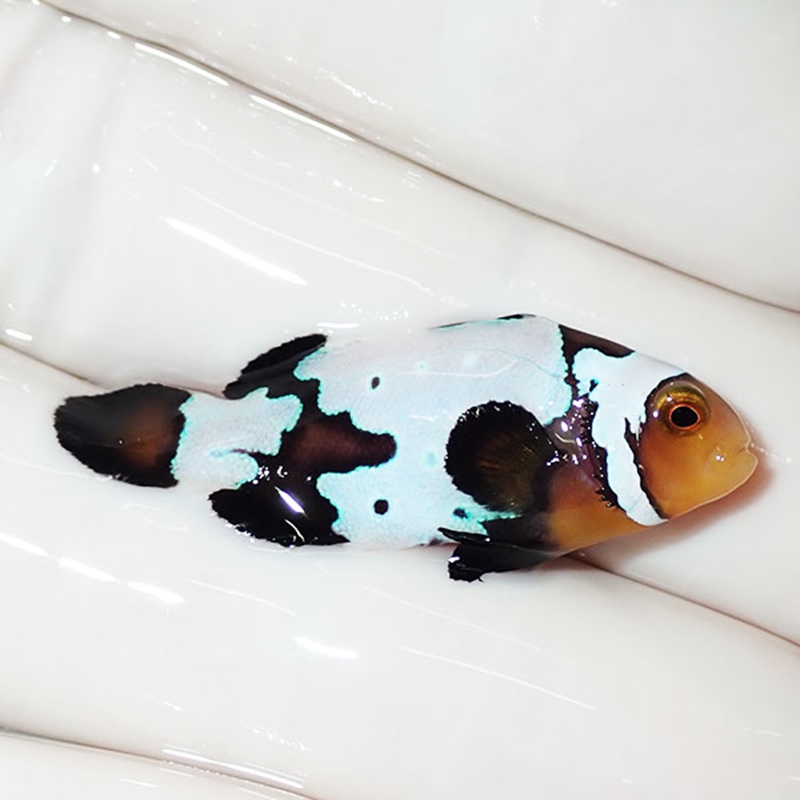 【現物5】ブラックスノーフレークオセラリス 3.6cm±! 海水魚 クマノミ 餌付け 15時までのご注文で当日発送(t115(t207