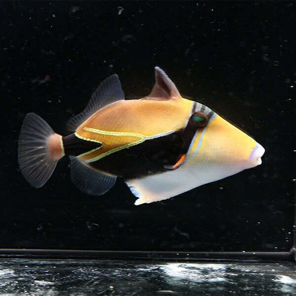 タスキモンガラ 10-12cm±! 海水魚 モンガラ 餌付け 15時までのご注文で当日発送【モンガラ】(t119