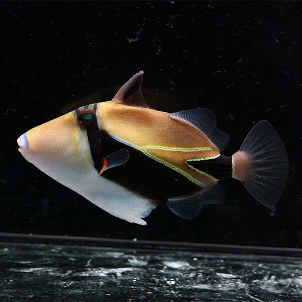 タスキモンガラ 10-12cm±! 海水魚 モンガラ 餌付け 15時までのご注文で当日発送【モンガラ】(t119