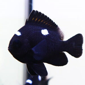 Dark blue-black fish with two white spots swimming in an aquarium.