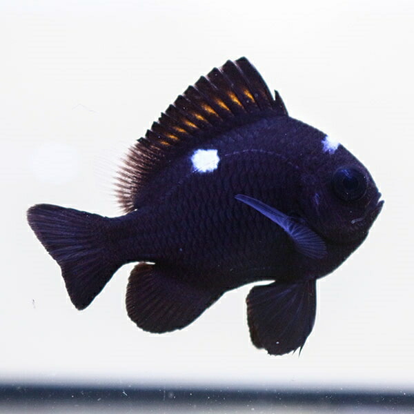 ミツボシクロスズメダイ 4-5cm±! 海水魚 スズメダイ 餌付け 15時までのご注文で当日発送(t117