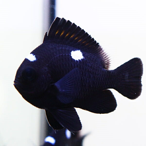 ミツボシクロスズメダイ 4-5cm±! 海水魚 スズメダイ 餌付け 15時までのご注文で当日発送(t117