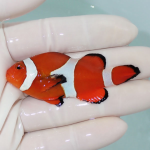 Small orange clownfish with white bands and black-tipped fins being held in a gloved hand.