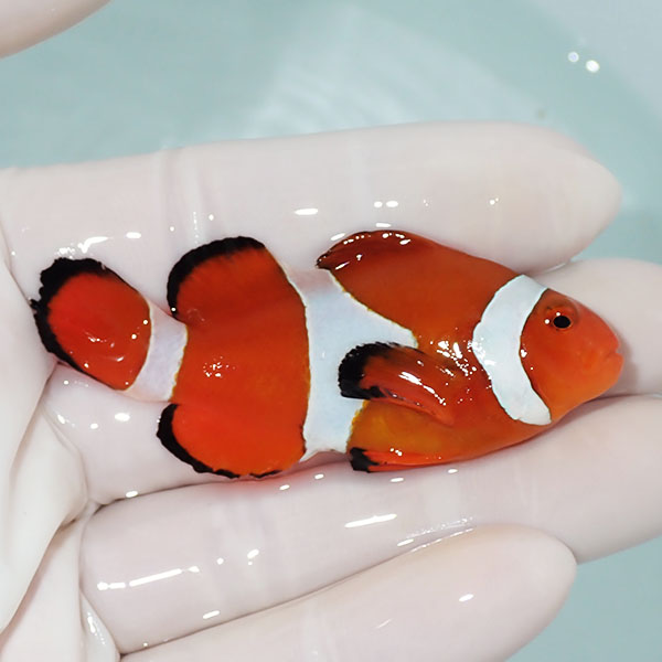 【現物3】カクレクマノミbig 6.5cm± !   wild 海水魚 カクレクマノミ(t111(t207
