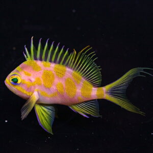 Colorful tropical fish with pink body and yellow spots, bright yellow dorsal and tail fins, swimming against a dark background.