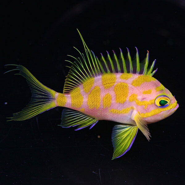 【サンプル】冷凍ブラインOK マダラハナダイ 7-9cm±! 海水魚 ハナダイ 餌付け 15時までのご注文で当日発送(t118(t207