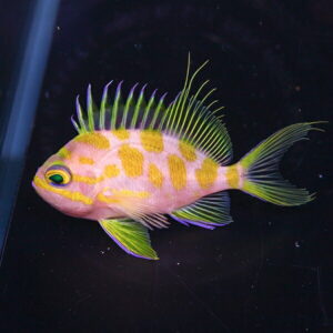 Pink tropical fish with yellow spots and neon-green fins in an aquarium.