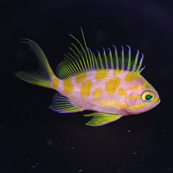 【サンプル】sale マダラハナダイ 6-8cm±! 海水魚 ハナダイ 餌付け 15時までのご注文で当日発送(t118(t207