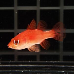 Bright orange fish with large eyes swimming in a dark aquarium with a grid-like background and translucent fins behind it.
