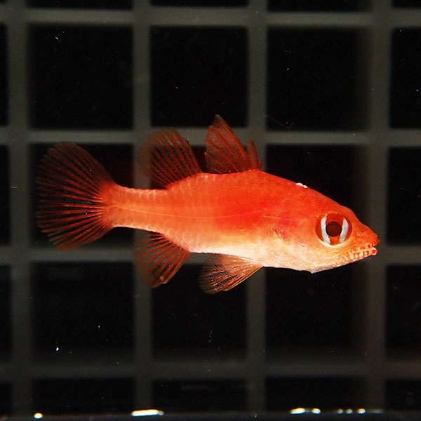 ファイヤーカージナル 3cm±! 海水魚 15時までのご注文で当日発送(t116