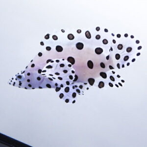 Pale white pufferfish with black spots swimming in clear water background.