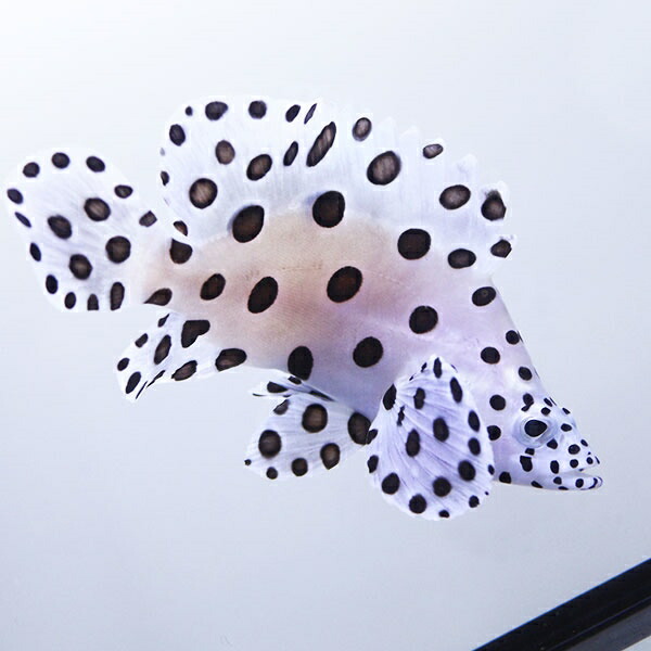 サラサハタ 6-8cm±! 海水魚 ハタ 餌付け 15時までのご注文で当日発送(t120