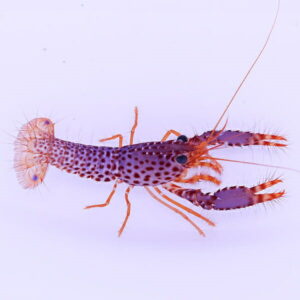 Spotty orange mantis shrimp with long antennae and large claw-like appendages on a pale background