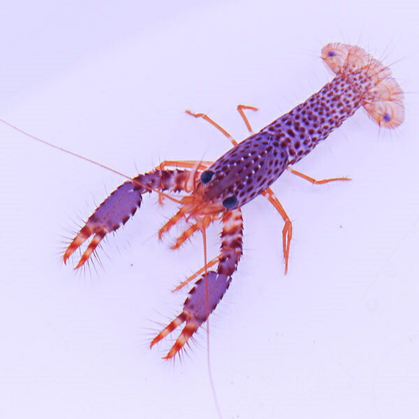 パープルリーフロブスター 5-6cm±! 海水魚  15時までのご注文で当日発送(t129