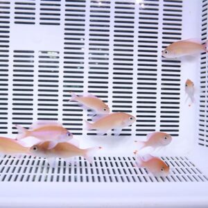 Small pink-orange fish swimming inside a white perforated fish tank with slotted sides.