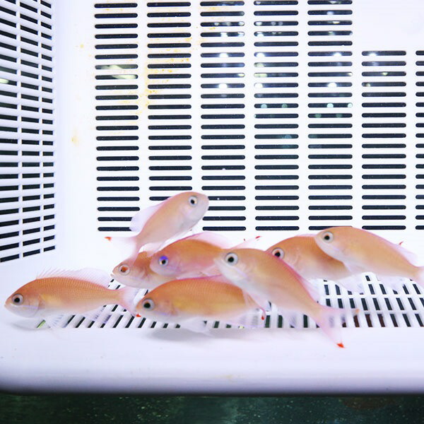 アカオビハナダイ ♀ 5-7cm!海水魚 ハナダイ 15時までのご注文で当日発送(t118