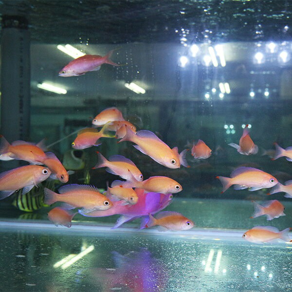 アカオビハナダイ ♀ 5-7cm!海水魚 ハナダイ 15時までのご注文で当日発送(t118