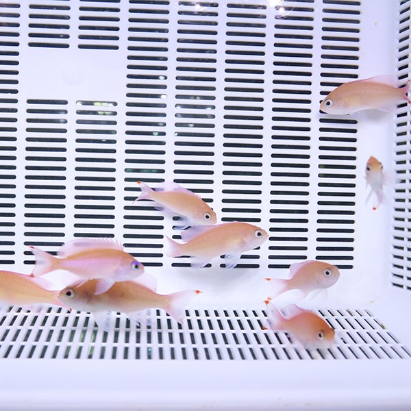 アカオビハナダイ ♀ 5-7cm!海水魚 ハナダイ 15時までのご注文で当日発送(t118