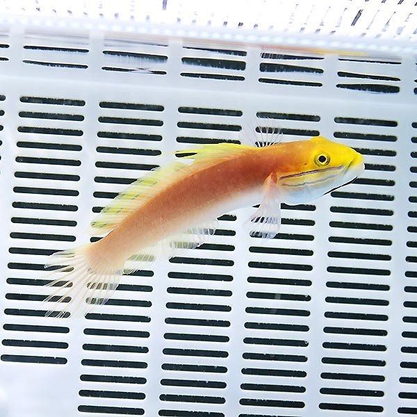 アカネハゼ 10-12cm±! 海水魚 ハゼ 15時までのご注文で当日発送(t121c