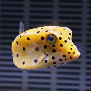Yellow spotted puffer fish swimming in an aquarium, facing left, with a blue-gray background.