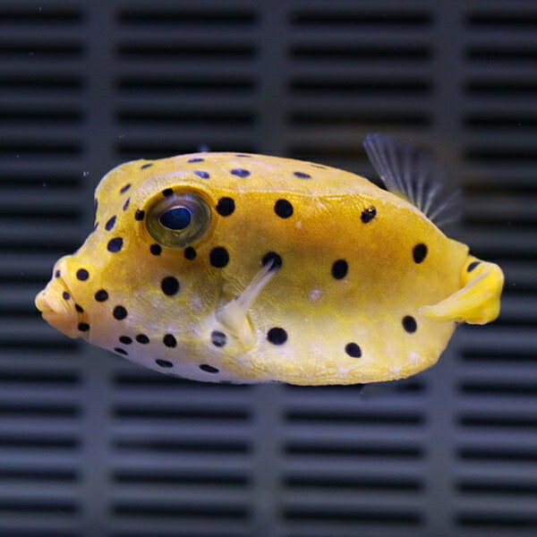 ミナミハコフグ 2-3cm±! 海水魚 フグ 15時までのご注文で当日発送(t123