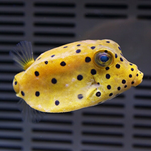 ミナミハコフグ 2-3cm±! 海水魚 フグ 15時までのご注文で当日発送(t123