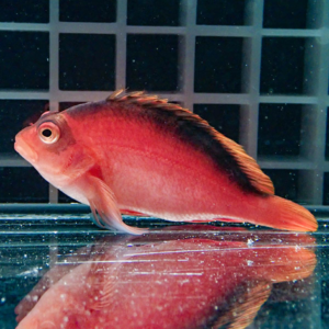 Red-orange tropical fish with a dark dorsal fin swimming in an aquarium, its reflection visible on the water surface.
