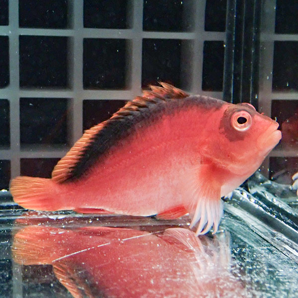 【マーシャル産】特価セール ベニゴンベ 5-7cm±! 海水魚 ゴンベ 餌付け 15時までのご注文で当日発送(t125