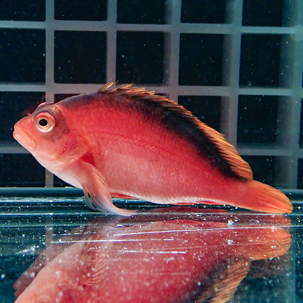 【マーシャル産】特価セール ベニゴンベ 5-7cm±! 海水魚 ゴンベ 餌付け 15時までのご注文で当日発送(t125