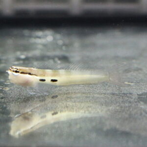 Small transparent aquarium fish with two black spots along its side swimming near the bottom surface of the tank.