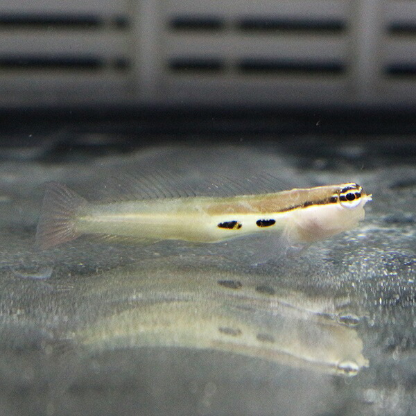 ツースポットブレニー 2-4cm±! 海水魚 ブレニー 餌付け 15時までのご注文で当日発送(t124(t121