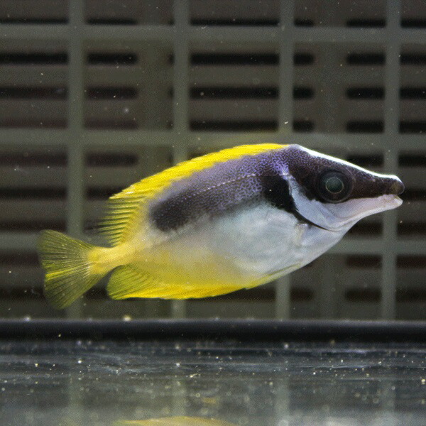 ★ヒフキアイゴ 3匹セット 4-6cm±! 海水魚 ハギ 15時までのご注文で当日発送【アイゴ】(t119