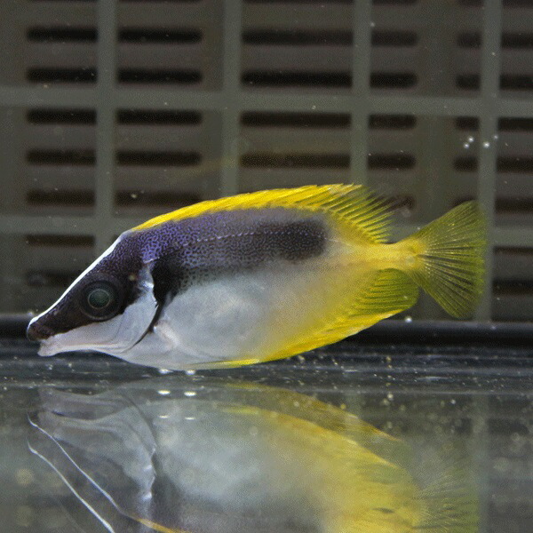 ★ヒフキアイゴ 3匹セット 4-6cm±! 海水魚 ハギ 15時までのご注文で当日発送【アイゴ】(t119