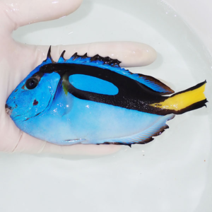 Bright blue tropical fish with black markings and a yellow tail held in a hand over clear water.