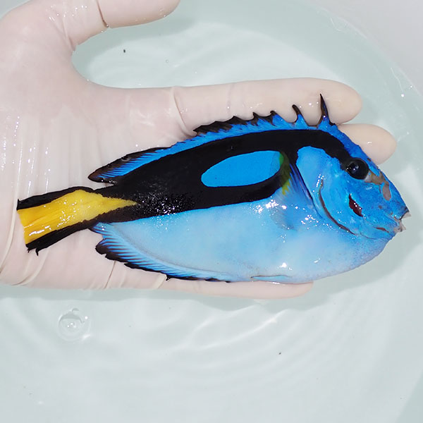 【現物1】B品 ナンヨウハギ 15cm±!海水魚 ハギ !15時までのご注文で当日発送【ハギ】(t119(t207