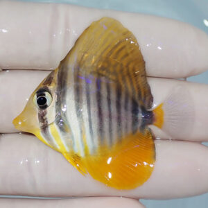 Small tropical fish with yellow fins and dark vertical stripes held between two fingers.