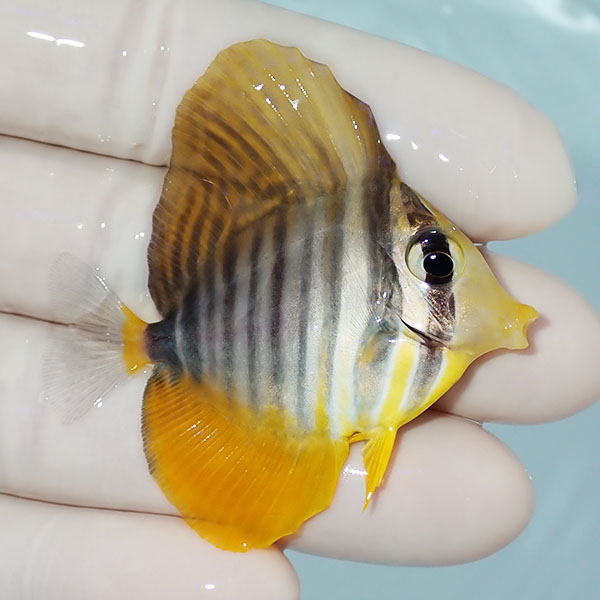【現物2】粒エサOK スレ有り インディアンセルフィンタン 5.3cm±! 海水魚 ハギ !15時までのご注文で当日発送【ハギ】(t119(t207