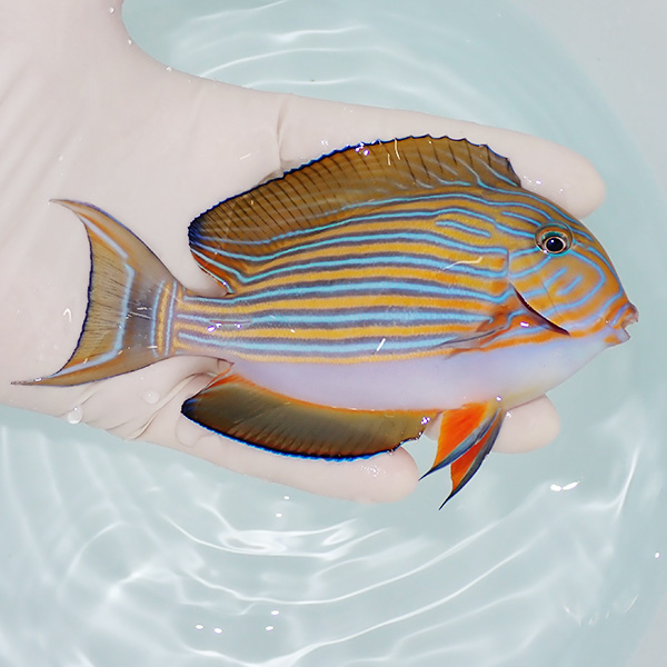 【現物1】ニジハギ 12cm±!海水魚 ハギ !15時までのご注文で当日発送【ハギ】(t119(t207